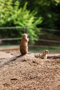 观察年轻的松鼠在野外守护着好奇的欧洲人sulik假扮摄影师图片
