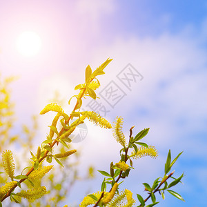 在蓝天空背景下播树枝和太阳图片