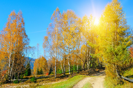 秋天风景阳光明媚的日子里黄树图片