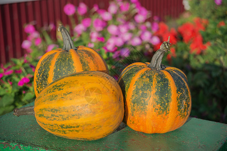 在秋花园朵多彩背景上三个橙绿色成熟南瓜的秋天构成图片