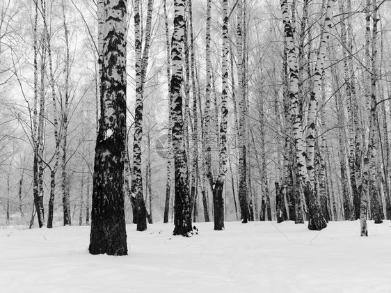 冷冻的树枝城市公园的寒冬黑白风格的寒冬图片