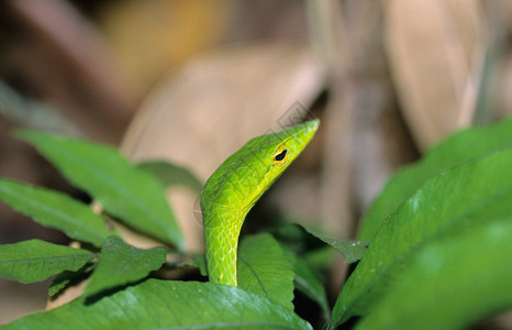 绿藤蛇阿海图拉纳苏塔图片
