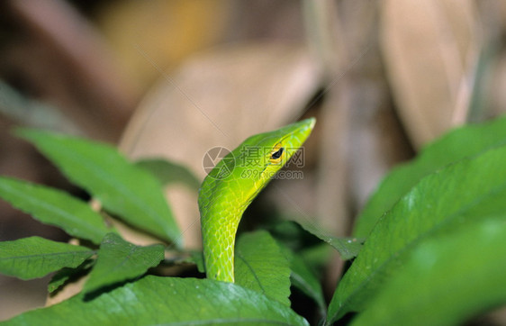 绿藤蛇阿海图拉纳苏塔图片