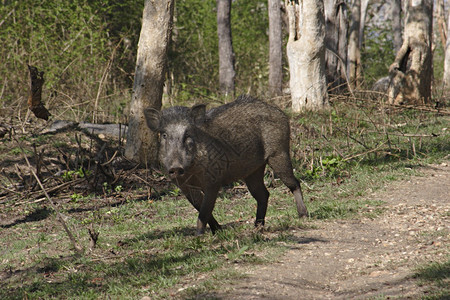 野猪或sucrofa是生物家族的混合哺乳动物图片