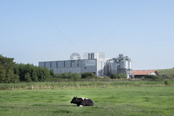 诺登德意志2019年月25日在德意志州低萨康尼的阿格拉维斯工厂附近的草地上孤单牛图片