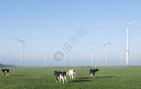 风力农场附近绿草地的黑奶和白风力农场附近的黑奶和白图片
