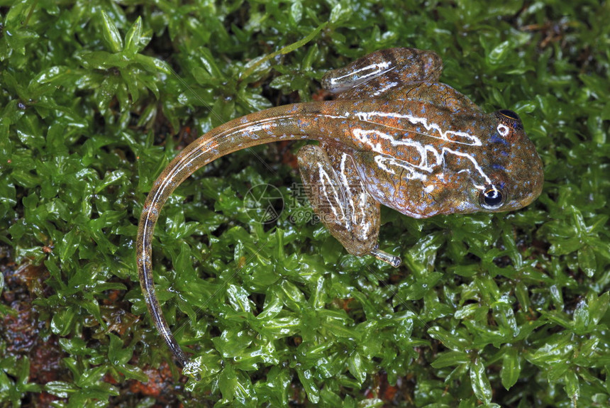 atdpole又称花粉poliwag或poliwg是两栖动物生命周期中完全水生幼虫阶段这是inda青蛙安布利马哈拉施特mahrs图片