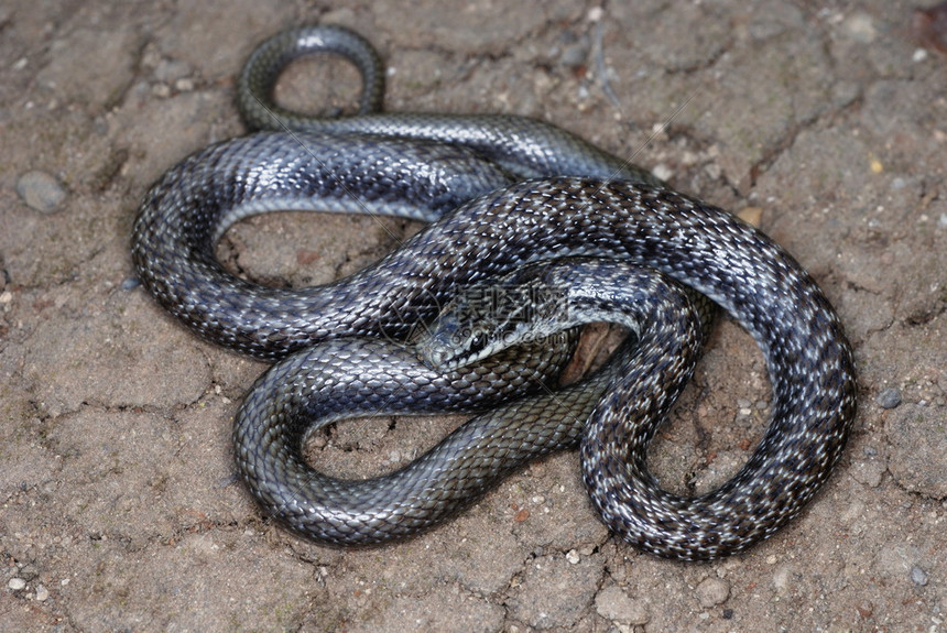 光滑的印度蛇cornelaustric这是一条细的蛇通常只长到607厘米长一般为