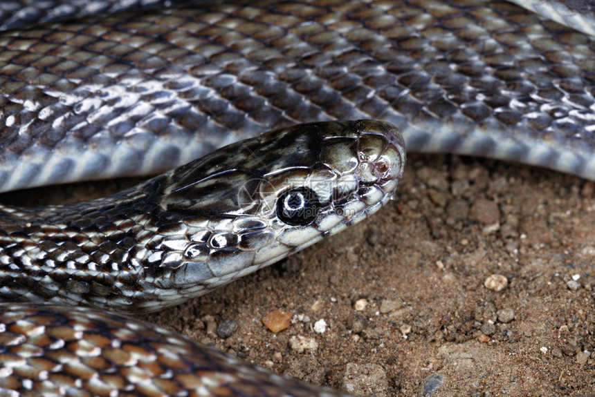 一种稀有的蛇印度光滑cornelaustric这是一条细的蛇通常只长到607厘米