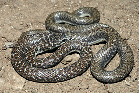 光滑的印度蛇cornelaustric这是一条细的蛇通常只长到607厘米长一般为