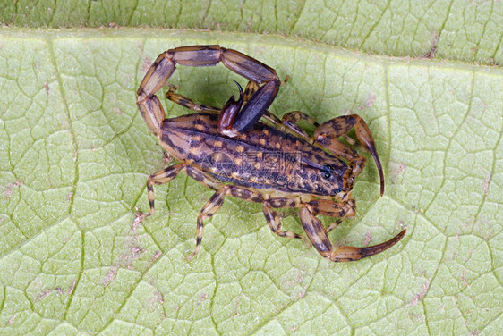 大理石蝎一种树栖蝎子发现在树背上卡纳中央邦印度图片