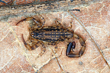 大理石蝎一种树栖蝎子发现在树背上卡纳中央邦印度图片