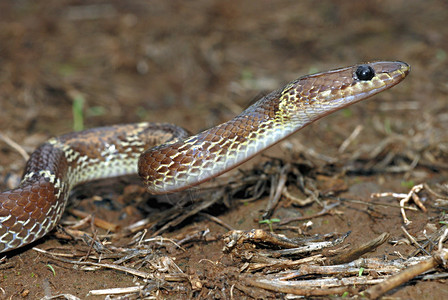 普通的狼蛇lycodnaulics是一条小的棕褐夜蛇非毒经常进入人类居住区它们最喜爱的猎物壁虎穆尔希蓬马哈拉施特印地安那图片