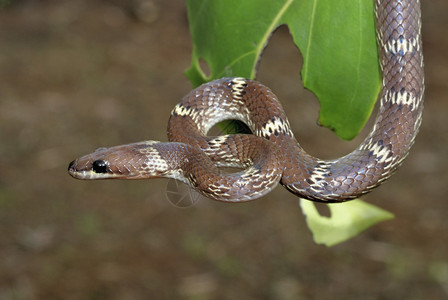 普通的狼蛇lycodnaulics是一条小的棕色夜间黑蛇无毒往进入人类住区寻找它最喜欢的猎物壁虎穆尔希蓬马哈拉施特mahrsti图片