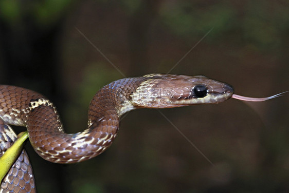 普通的狼蛇lycodnaulics是一条小的棕色夜间黑蛇无毒往进入人类住区寻找它最喜欢的猎物壁虎穆尔希蓬马哈拉施特mahrsti图片