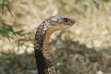 眼镜蛇王是世界最大的毒蛇,长至18.5英尺。 眼镜蛇王的毒液主要是神经物,蛇完全能够咬一口就杀,现在只有几口。背景图片
