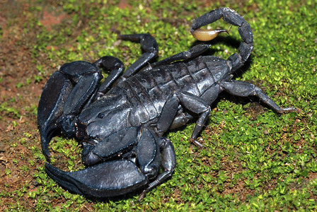 这种裂纹栖息的蝎子在罪惡堡垒中很常见它们只是在冬天消失早期的季风中到达更多的地方松树马哈拉施特India图片