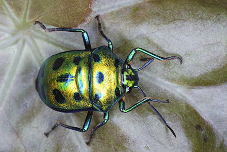 coleptrabupestida一种非常美丽的甲虫群见于好林区蓬马哈拉施特印地安那图片