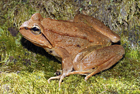 东面的巨型peltohrynepltachls一只青蛙在ham营地的高海拔上发现andirunchlprdesh图片