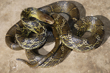 东三角蛇麻风helna是一种杂交蛇的物一大型的无毒蛇位于印度群岛直肠蛇图片