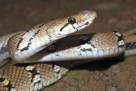 蒙坦尼三头蛇colgnathuselnamoticlars无毒的这种蛇通过收缩杀死它更喜欢森林但可能经常冒险进入人类居住区偶尔进图片