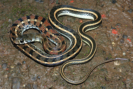 一种通常不侵犯蛇食用青蛙和它属于亚家族的腹部与水蛇密切相关图片