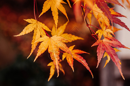 特写美丽鲜艳的红橙黄树叶树叶枫树在秋天的季节在12月山形日本图片