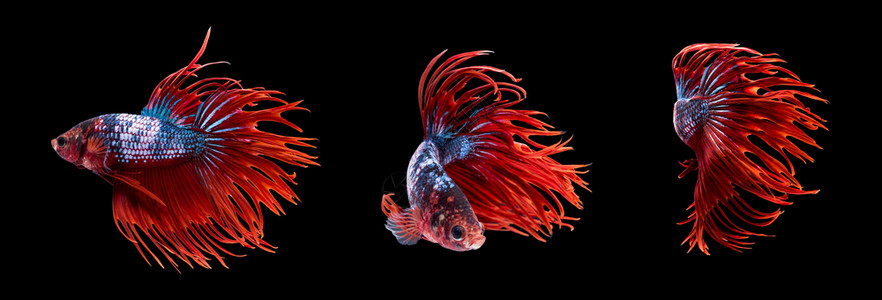 宠物打架鱼或贝塔多色体和红的皇冠尾巴背景