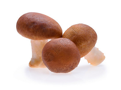 白色背景的蘑菇图片