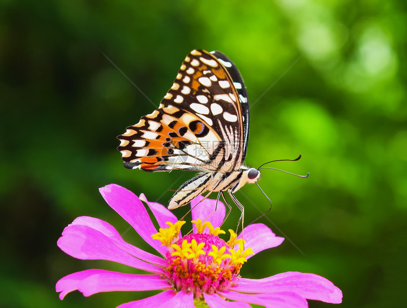 粉色银尼亚上的蝴蝶图片
