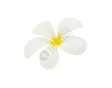 空白背景上淡白色的一朵鸡蛋花背景图片