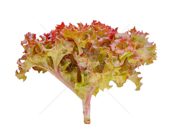 白色背景上隔离的新鲜红橡树生菜图片