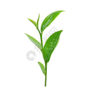 绿色茶叶白底带有水滴图片