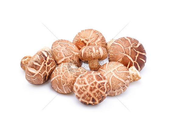 白色背景的蘑菇图片
