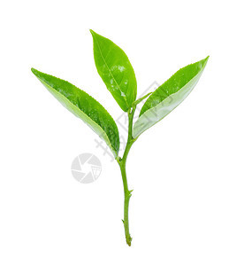 白色背景的湿绿茶叶图片