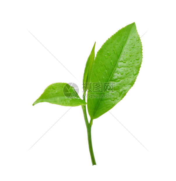 清新绿茶叶白色背景的清空水滴与白色背景隔绝图片