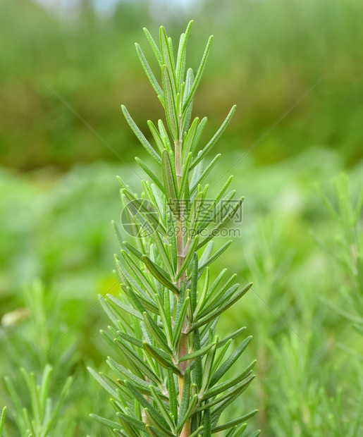 新鲜的迷迭香草在户外生长迷迭香叶贴近图片