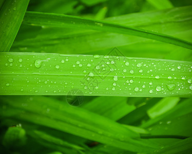 雨滴绿草上有水图片