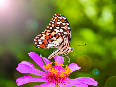 粉色银尼亚上的蝴蝶图片