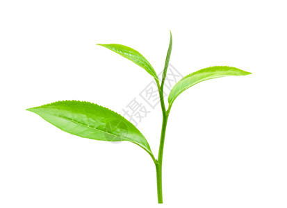白背景的绿茶叶图片