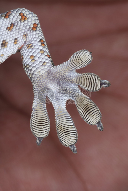 geckoshilkea壁虎和ft上的瘸子数目有助于确定物种这些特别的帮助敌虎壁用于攀登垂直表面图片