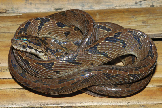 东猫蛇一条在低地森林里发现的蛇图片