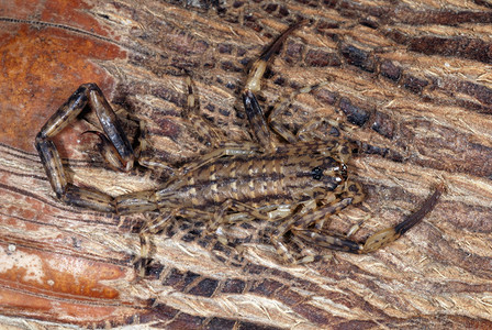一种精细的亚马逊类蝎子种通常见于树皮下konamhrstind图片