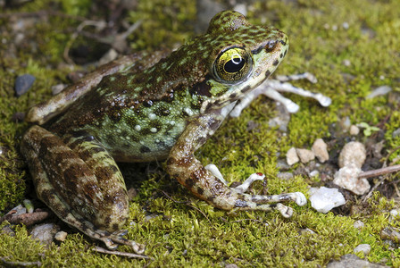 amolps物种居住在小山坡流中的青蛙图片