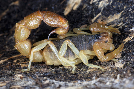 半硫柳花粉一只小型的蝎子图片