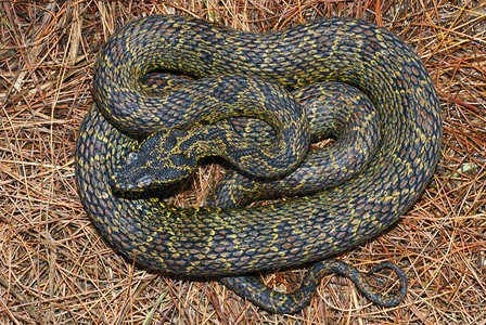 一种稀有的中等规模活毒蛇类动物阿runachlprdeshinda图片