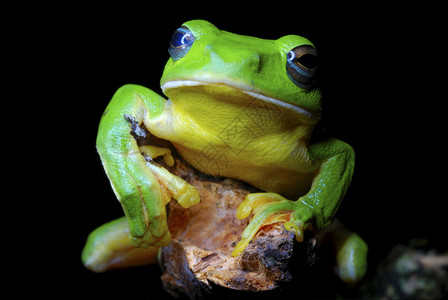 rhacoprusignus一种大型滑翔青蛙在低地长林中水坑发现图片