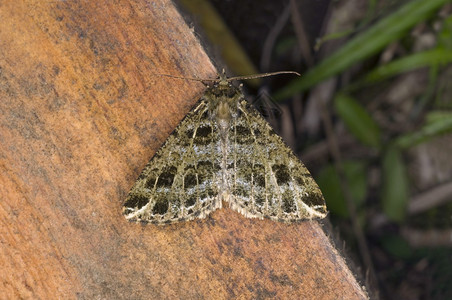 印地安群岛东北部的美丽飞蛾物种图片素材