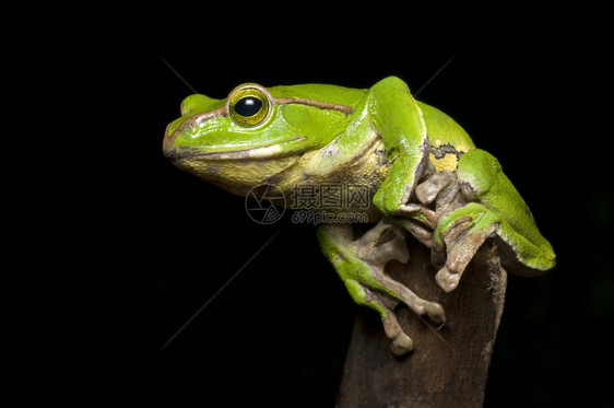 滑翔青蛙rhacoprusbmans图片