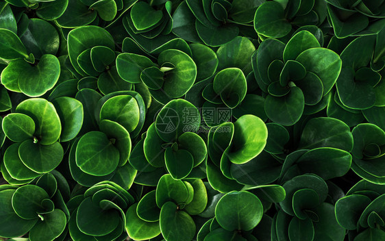 自然中的绿叶模式抽象背景图片